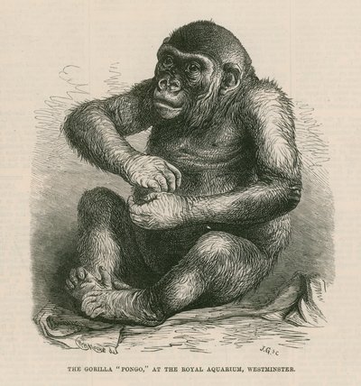 Pongo at the Royal Aquarium by English School