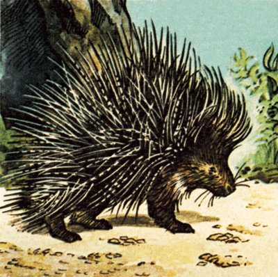 Porcupine by English School