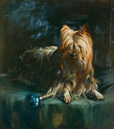 Portrait of Jim; a Yorkshire Terrier by English School