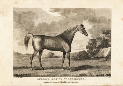 Portrait of the champion racehorse Buzzard by English School