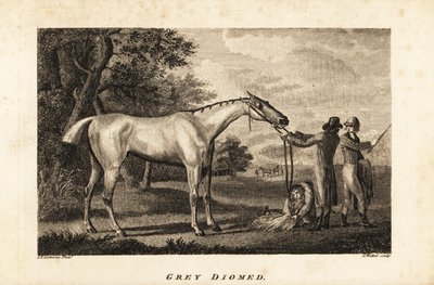 Portrait of the racehorse Grey Diomed with jockey and grooms by English School