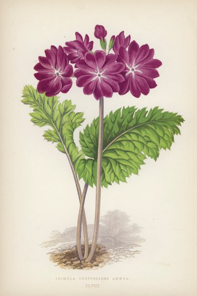 Primula Cortusoides Amoena by English School
