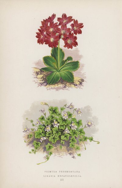 Primula Pedemontana; Linaria Hepaticaefolia by English School