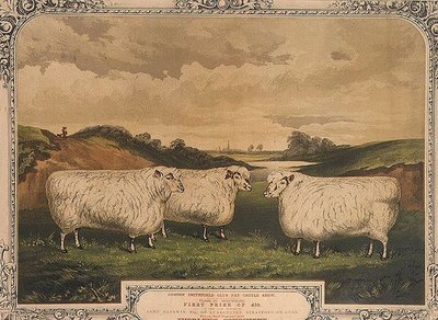 Prize Cotswold sheep, fed on food seasoned with Thorley