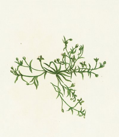 Procumbent Pearl-Wort by English School