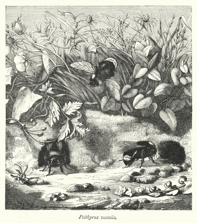 Psithyrus Vestalis (Engraving) by English School