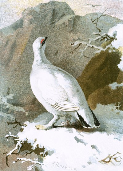 Ptarmigan by English School
