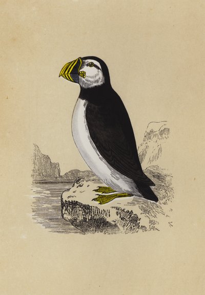 Puffin by English School