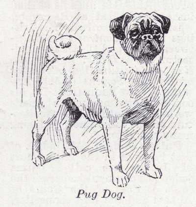 Pug Dog by English School