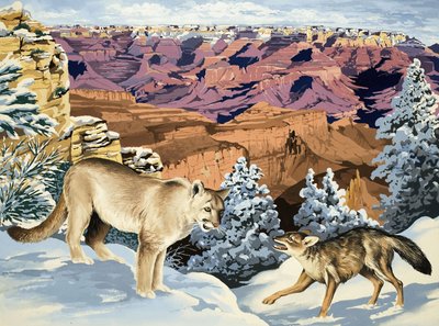 Puma and Coyote Meet at the Grand Canyon National Park by English School