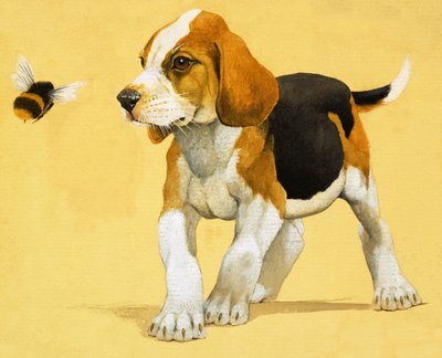 Puppy Dog by English School
