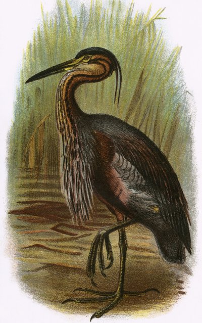 Purple Heron by English School