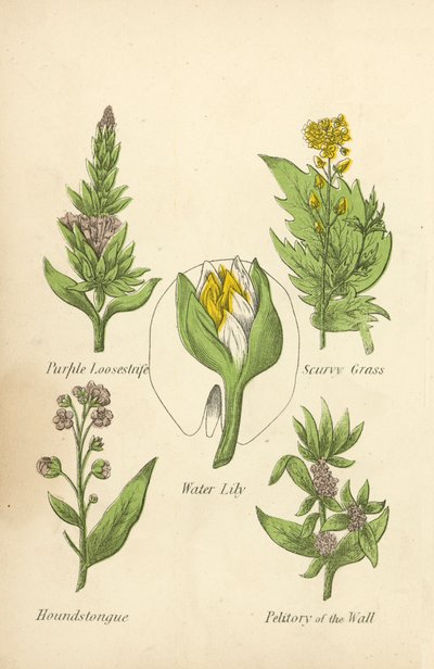 Purple Loosestrife, Scurvy Grass, Water Lily, Houndstongue, Petitory of the Wall by English School