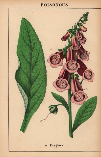 Purple foxglove, from 