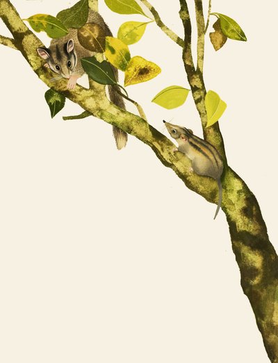 Pygmy Shrews by English School