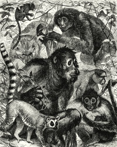 Quarumana: The Monkey Tribe by English School