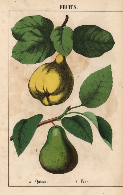 Quince and pear, from 