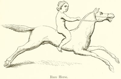 Race Horse by English School