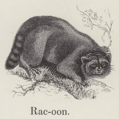 Racoon by English School