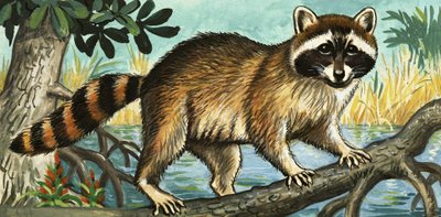 Raccoon by English School