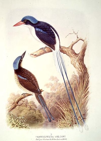 Racquet-Tailed Kingfisher, fol. 12 Vol III, from 