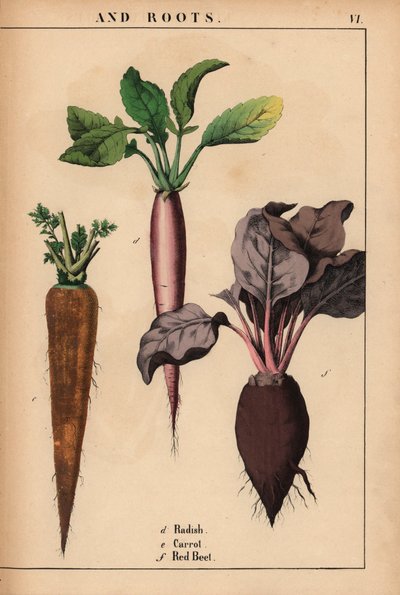 Radish, Carrot and Red Beetroot, from 