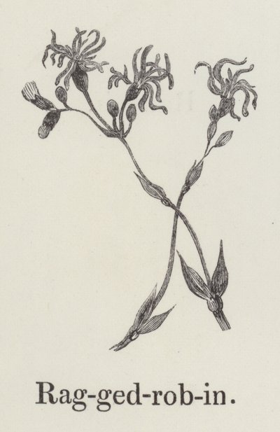 Ragged robin by English School