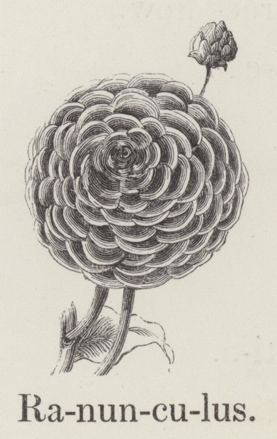 Ranunculus by English School