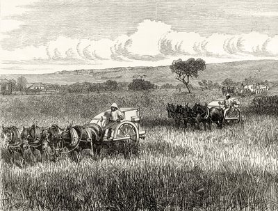 Reaping in South Adelaide, c.1880, from 
