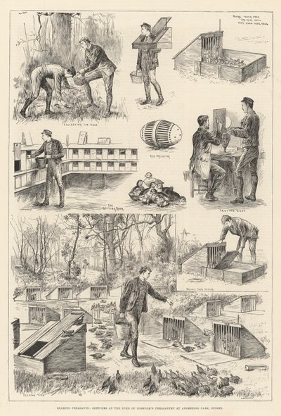 Rearing Pheasants, Sketches at the Duke of Norfolk