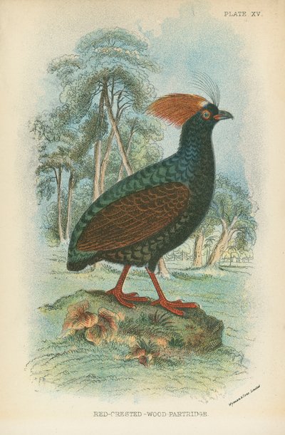 Red-Crested Wood Partridge by English School