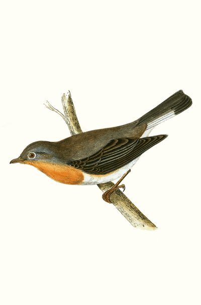 Red Breasted Flycatcher, illustration from 