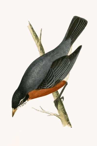 Red Breasted Thrush (illustration from 
