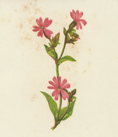 Red Campion, Lychnis Dioica by English School