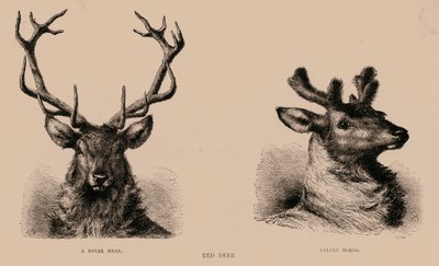 Red Deer by English School
