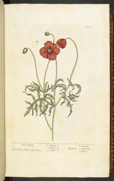 Red Poppy, Plate 2 from 