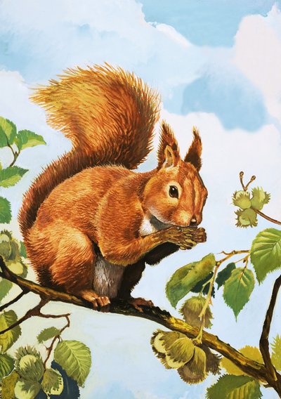 Red Squirrel by English School