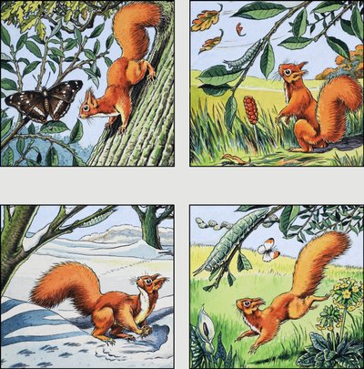 Red Squirrel by English School