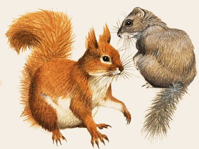 Red Squirrel and Dormouse by English School