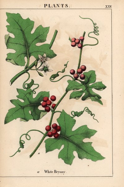 Red bryony with red berries. Bryonia dioica, from 