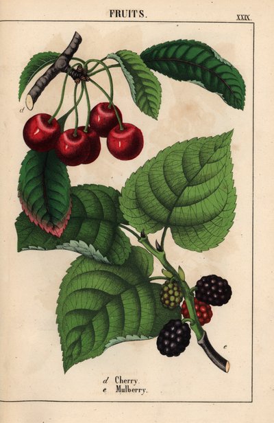 Red Cherries and Mulberry Fruit, from 