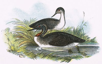 Red Throated Diver by English School