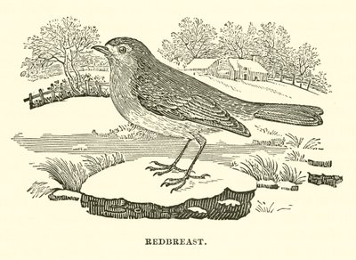 Redbreast by English School