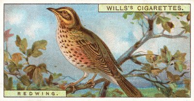 Redwing by English School