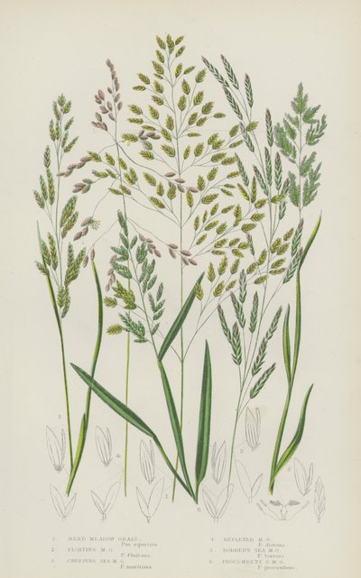 Reed Meadow Grass, Floating Meadow Grass, Creeping Sea Meadow Grass, Reflexed Meadow Grass by English School