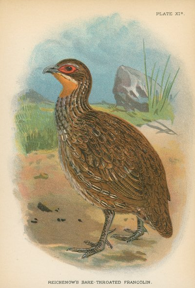Reichenow