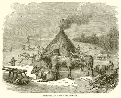 Reindeer at a Lapp Encampment by English School