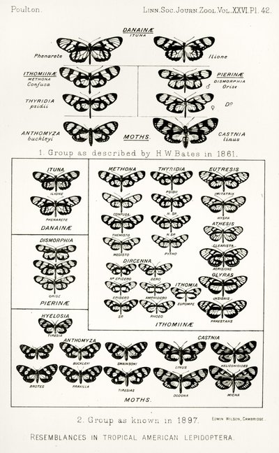 Resemblances in tropical American lepidoptera, illustration from The Hope Reports, Vol. II, 1897-1900, edited by Edward B. Poulton, Oxford, 1901 by English School