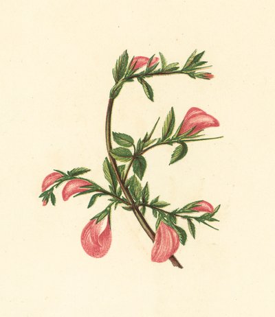 Rest-Harrow, Ononis Arvensis by English School