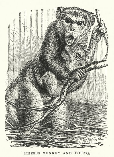 Rhesus monkey and young by English School